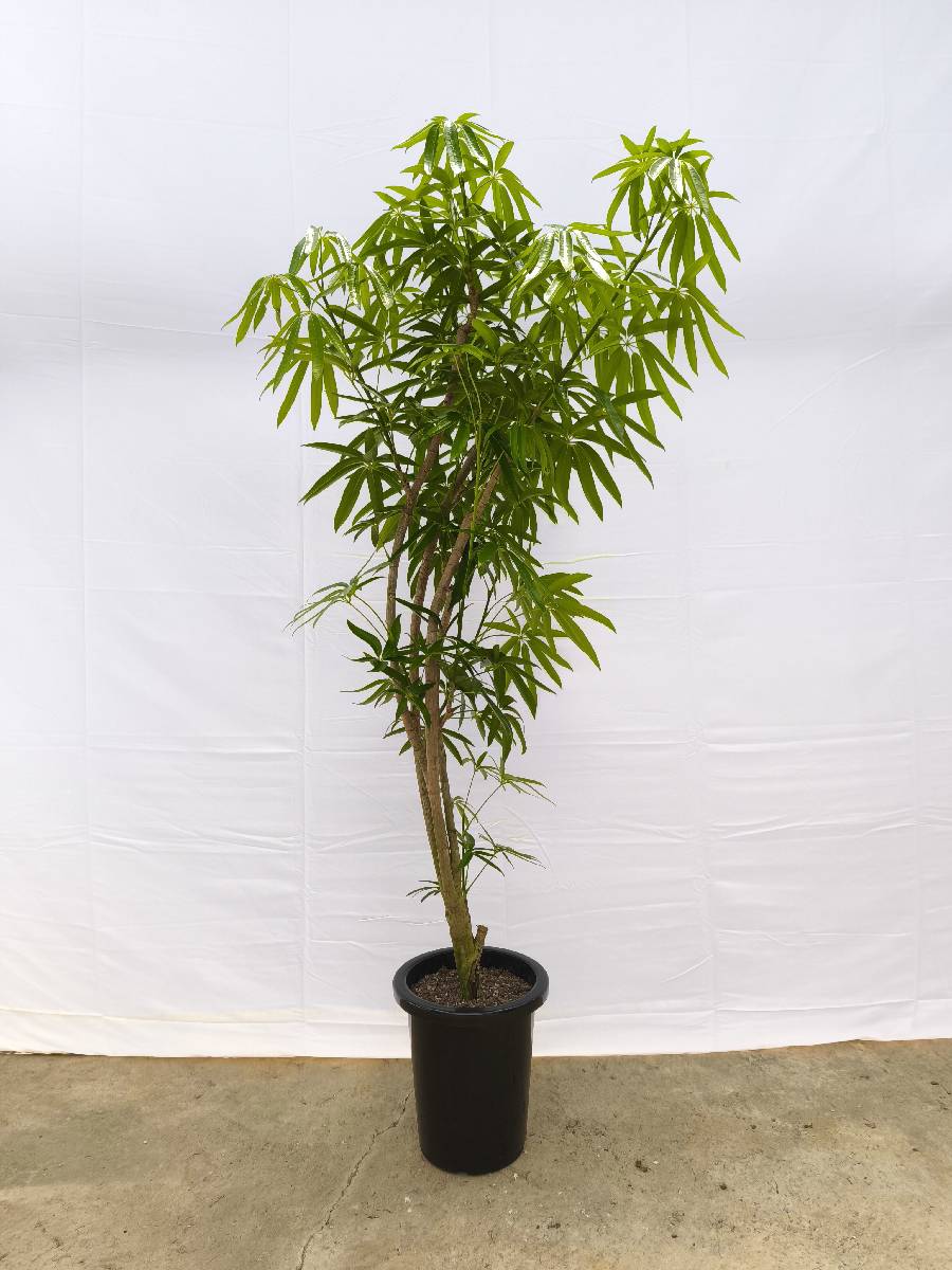 Y5 現品商品＠2 アングスティフォリア 8号（高さ：159cm、幅：70cm）