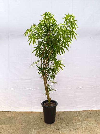 Y5 現品商品＠2 アングスティフォリア 8号（高さ：159cm、幅：70cm）