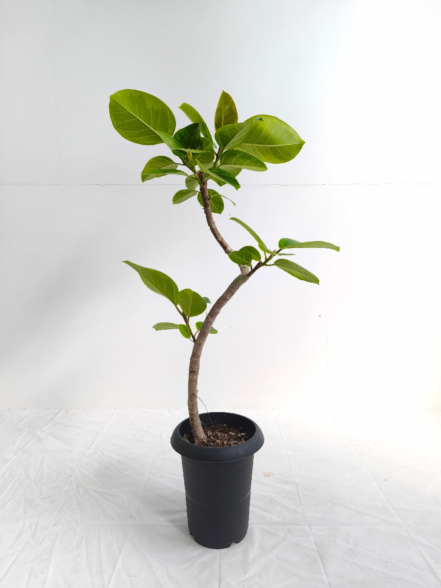 現品商品@4 アルテシマ 6号（高さ：88cm、幅：45cm）