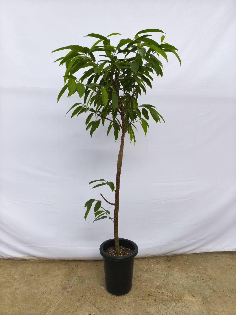 現品商品＠10 アムステルダム 8号（高さ：152cm、幅：80cm）