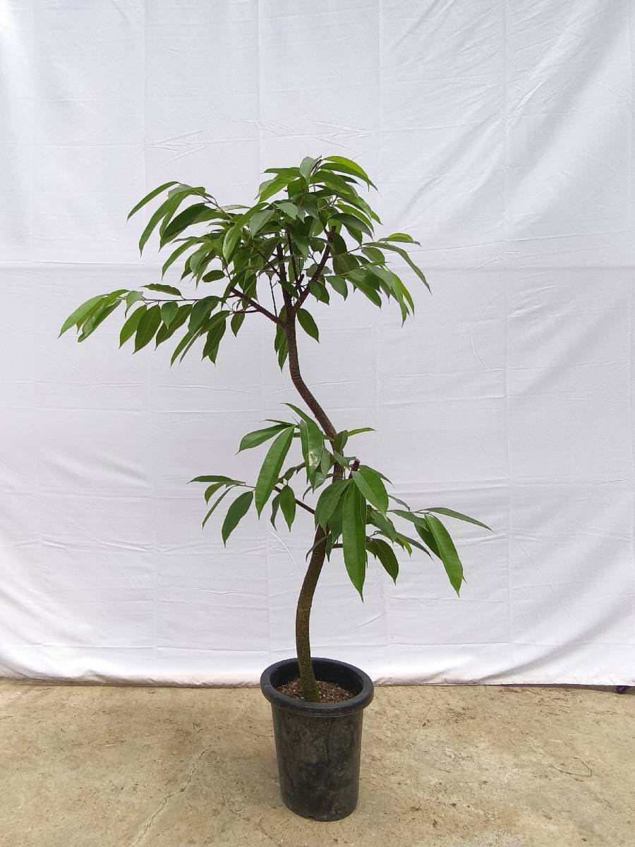 現品商品＠12 アムステルダム 8号（高さ：147cm、幅：84cm）