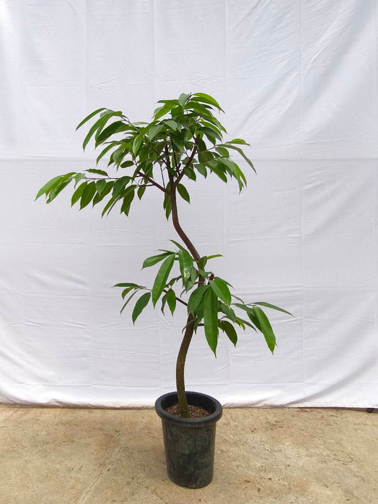 現品商品＠12 アムステルダム 8号（高さ：147cm、幅：84cm）