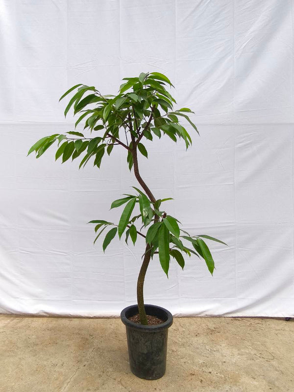 現品商品＠12 アムステルダム 8号（高さ：147cm、幅：84cm）
