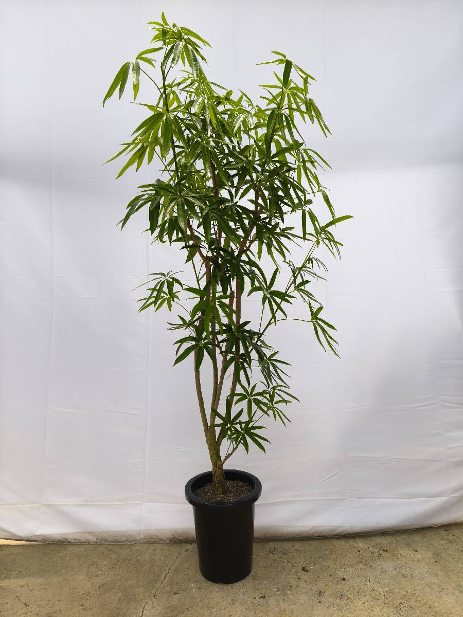 Y5 現品商品＠2 アングスティフォリア 8号（高さ：159cm、幅：70cm）