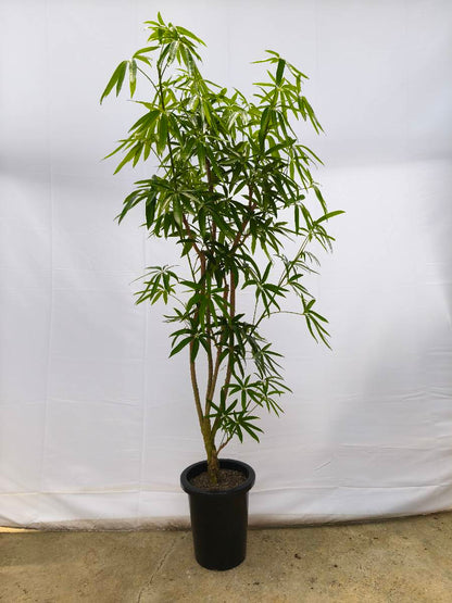 Y5 現品商品＠2 アングスティフォリア 8号（高さ：159cm、幅：70cm）