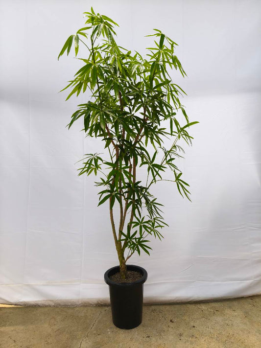 Y5 現品商品＠2 アングスティフォリア 8号（高さ：159cm、幅：70cm）