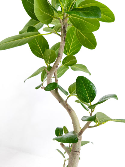 現品商品@9 ベンガレンシス 6号（高さ：84cm、幅：38cm）