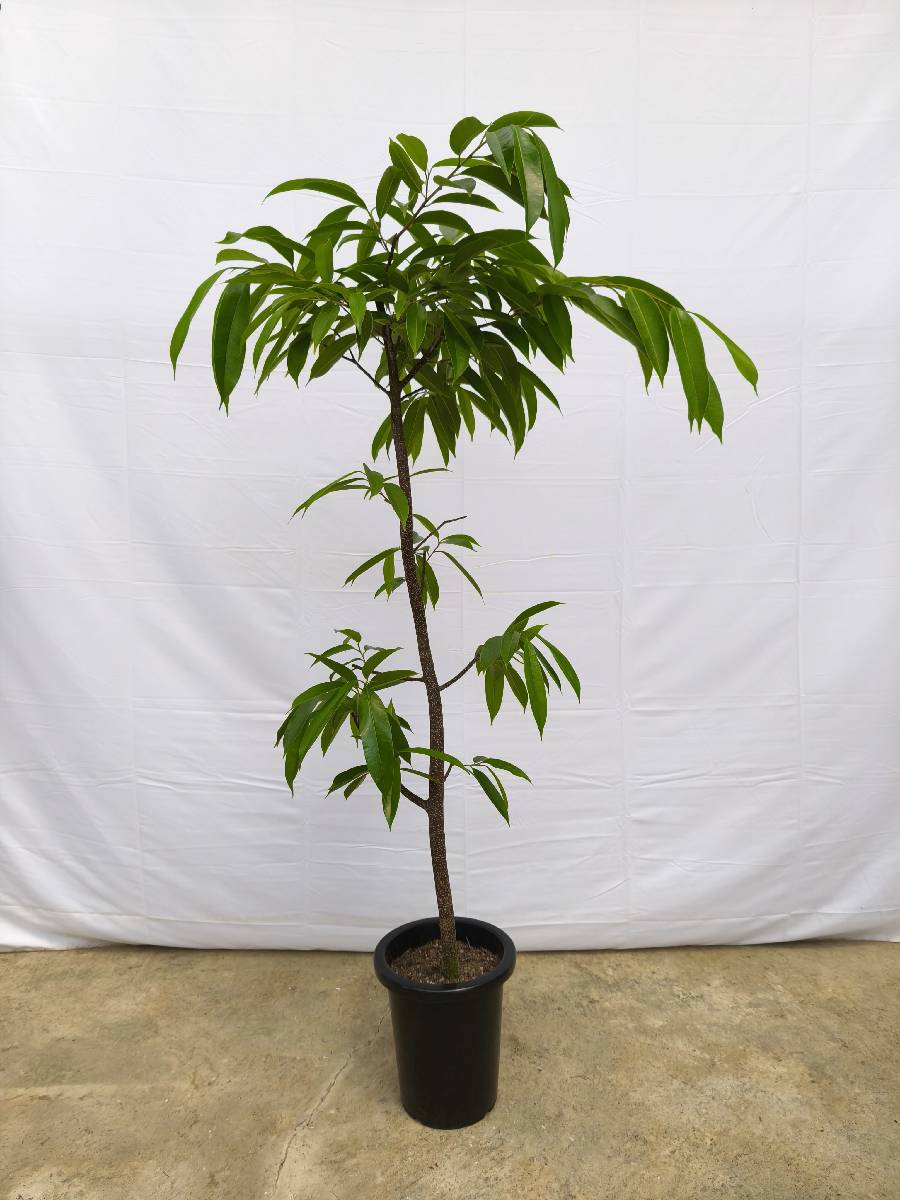 現品商品＠13 アムステルダム 8号（高さ：157cm、幅：62cm）