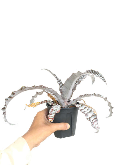 現品商品@2 クリプタンサス・アブソリュートゼロ 4号（高さ：21cm、幅：42cm）