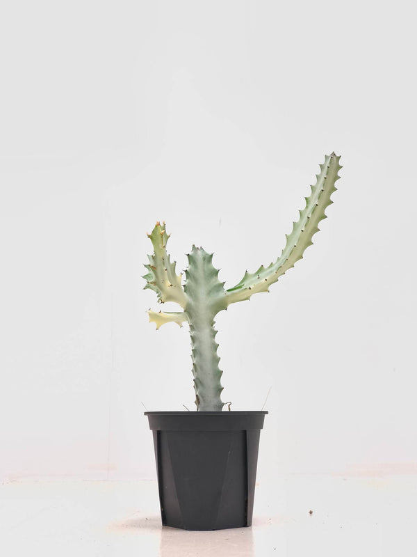 現品商品@1 ユーフォルビア・ホワイトゴースト4号（幹高：25cm、幅：26cm）【同梱可能】