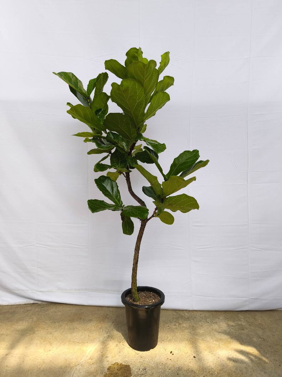 現品商品＠1 カシワバゴム 8号（高さ：163cm、幅：70cm）