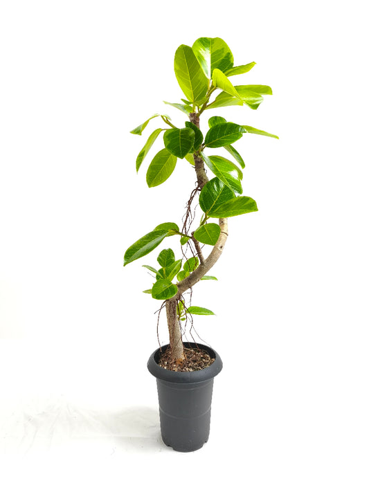 現品商品@6 アルテシマ 6号（高さ：91cm、幅：37cm）