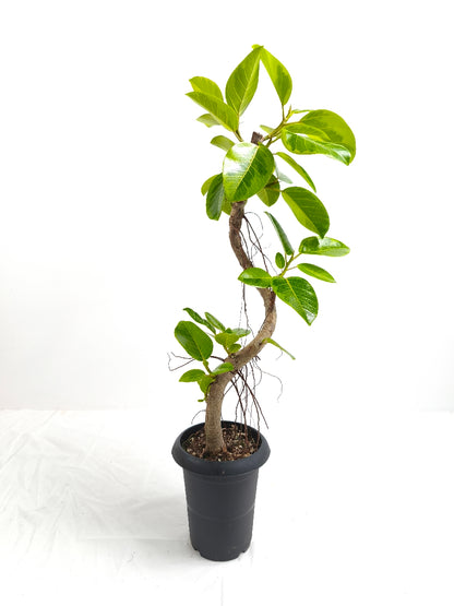 現品商品@6 アルテシマ 6号（高さ：91cm、幅：37cm）