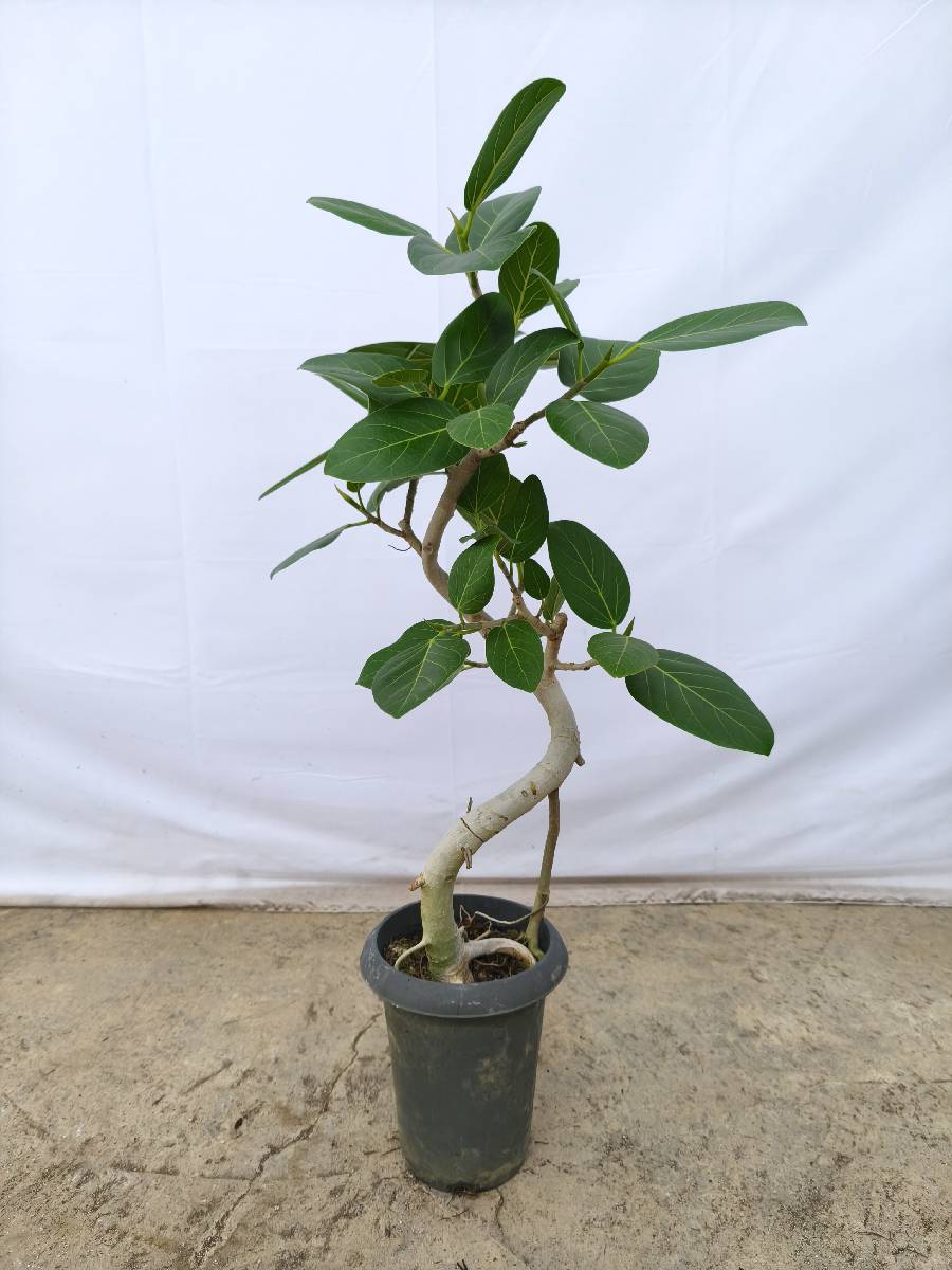 現品商品@1 ベンガレンシス 6号（高さ：86cm、幅：46cm）
