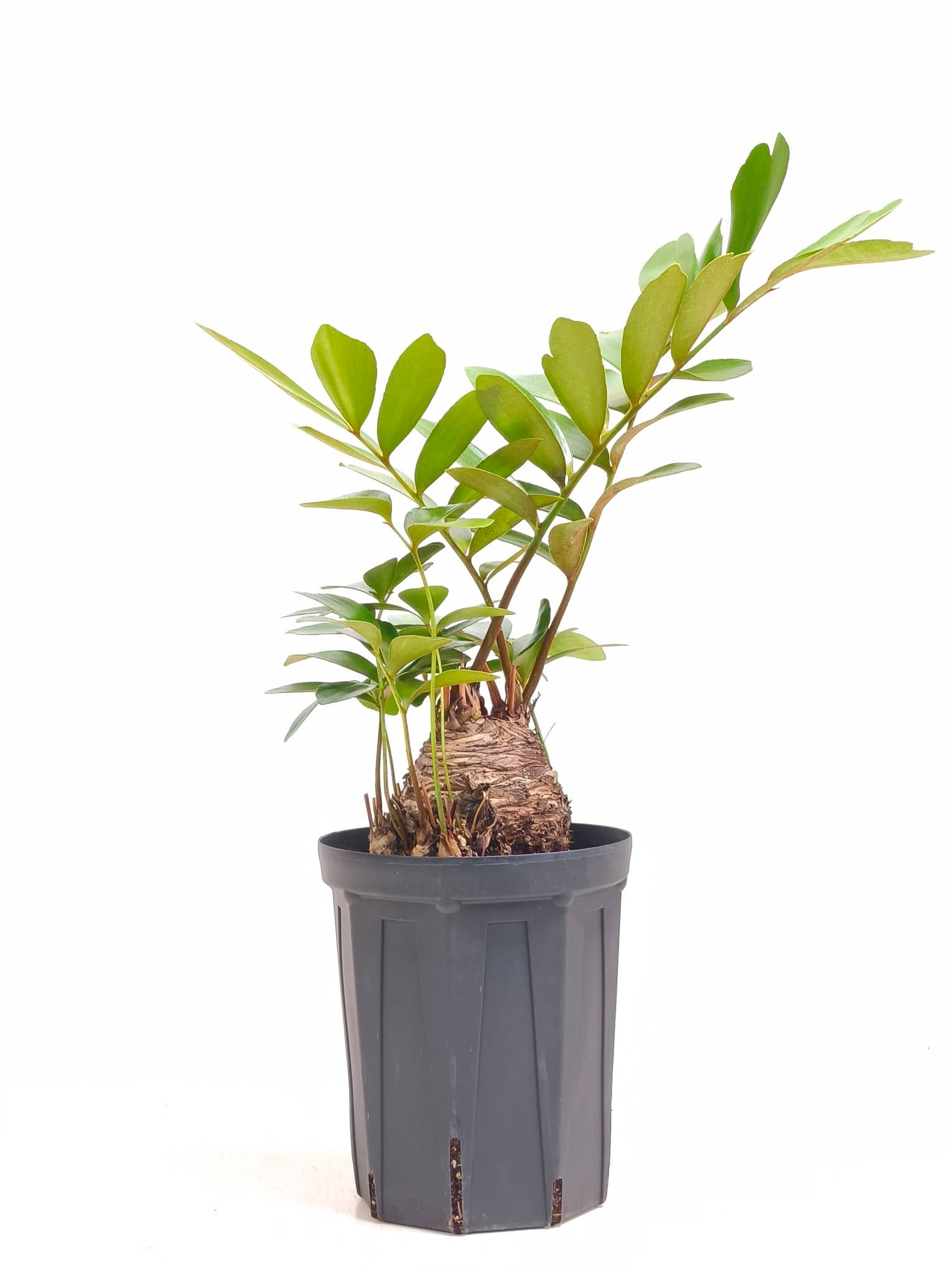 ザミア・フロリダーナの現品商品 | 観葉植物通販AONOKI（あおのき）
