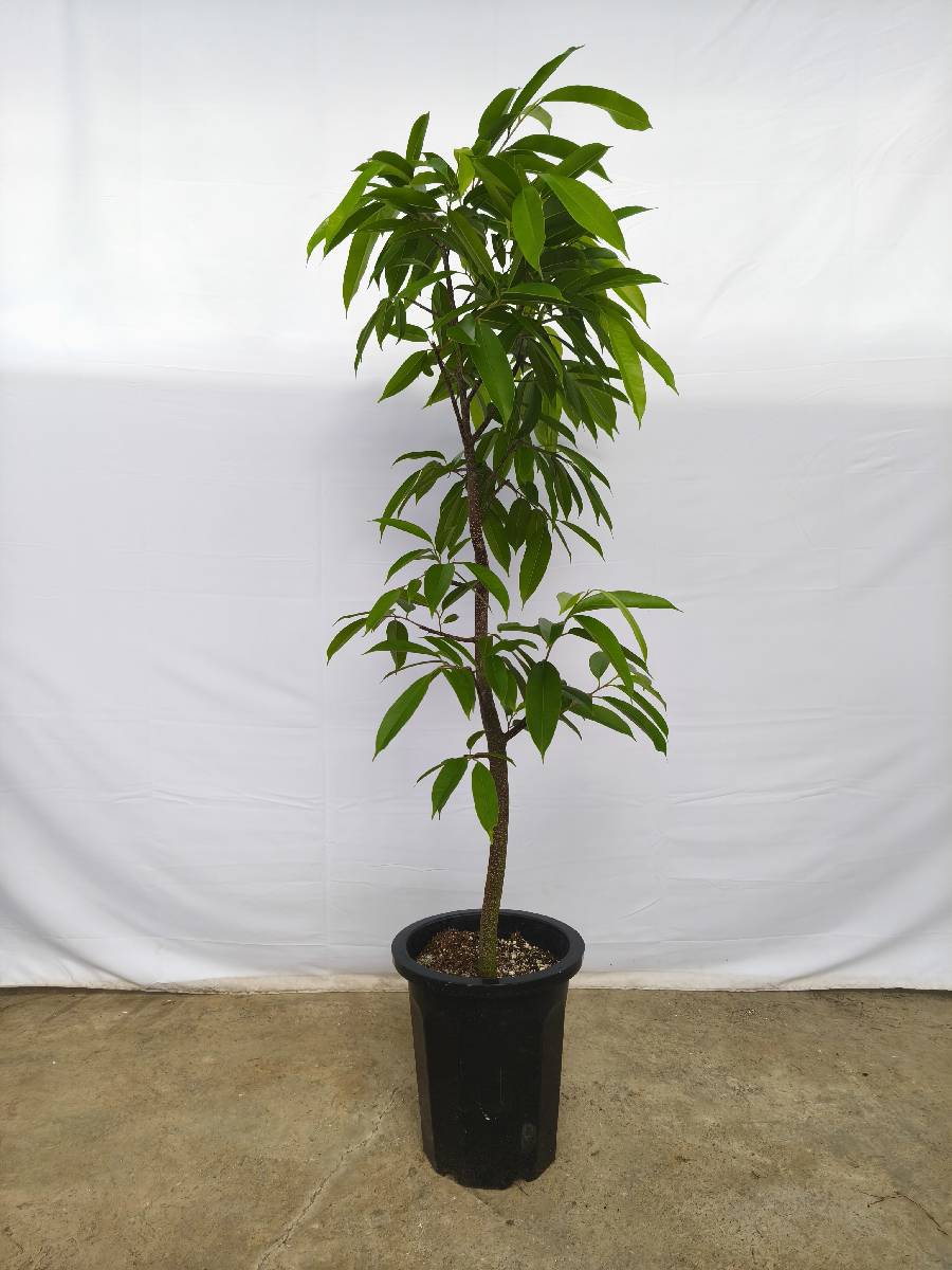 現品商品＠5 アムステルダム 10号（高さ：170cm、幅：90cm）