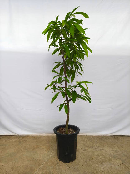 現品商品＠5 アムステルダム 10号（高さ：170cm、幅：90cm）