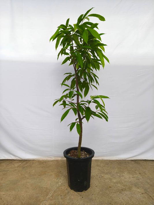 現品商品＠5 アムステルダム 10号（高さ：170cm、幅：90cm）