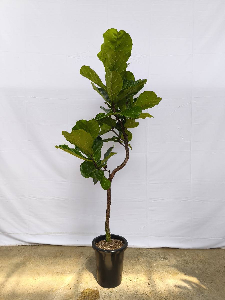 現品商品＠1 カシワバゴム 8号（高さ：163cm、幅：70cm）