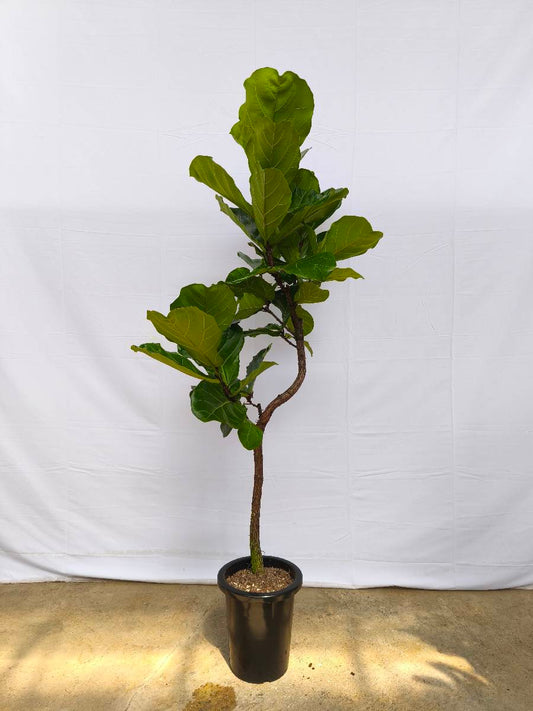 現品商品＠1 カシワバゴム 8号（高さ：163cm、幅：70cm）