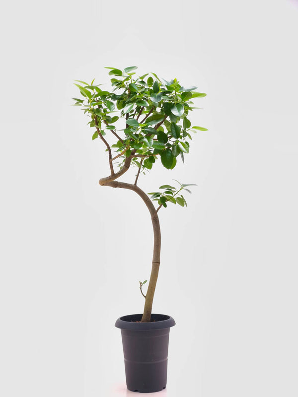 現品商品＠4 フランスゴム 6号（高さ：95cm、幅：47cm）