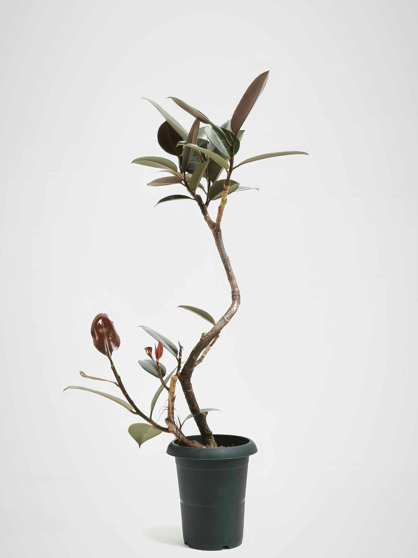 現品商品@5 バーガンディ 6号（高さ：95cm、幅：55cm）