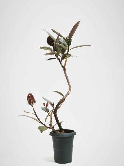 現品商品@5 バーガンディ 6号（高さ：95cm、幅：55cm）