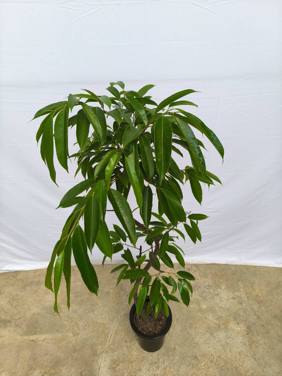 現品商品＠13 アムステルダム 8号（高さ：157cm、幅：62cm）