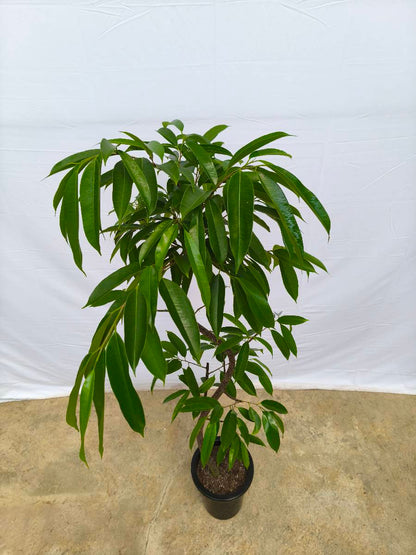 現品商品＠13 アムステルダム 8号（高さ：157cm、幅：62cm）