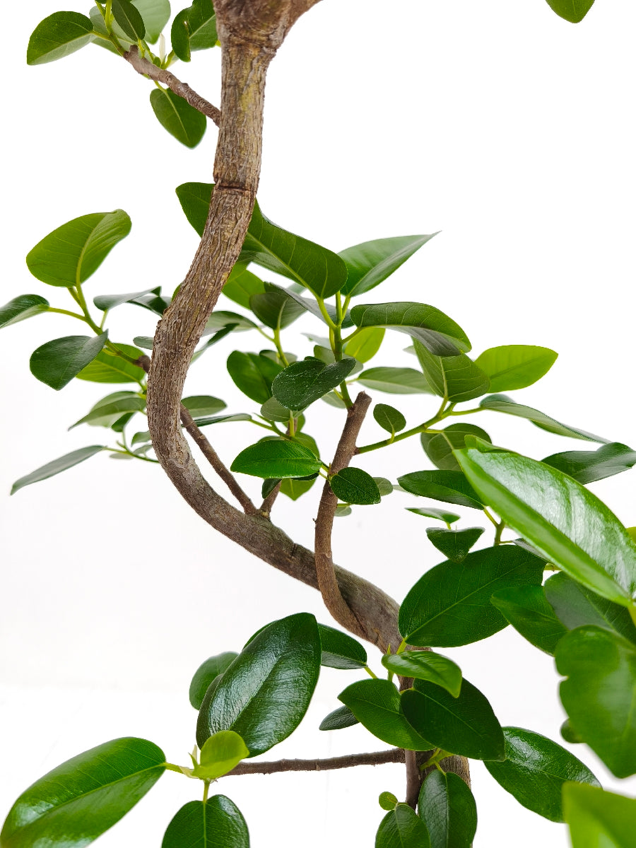 現品商品＠4 フランスゴム 6号（高さ：89cm、幅：45cm）