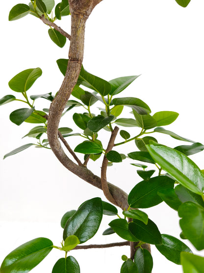 現品商品＠4 フランスゴム 6号（高さ：89cm、幅：45cm）