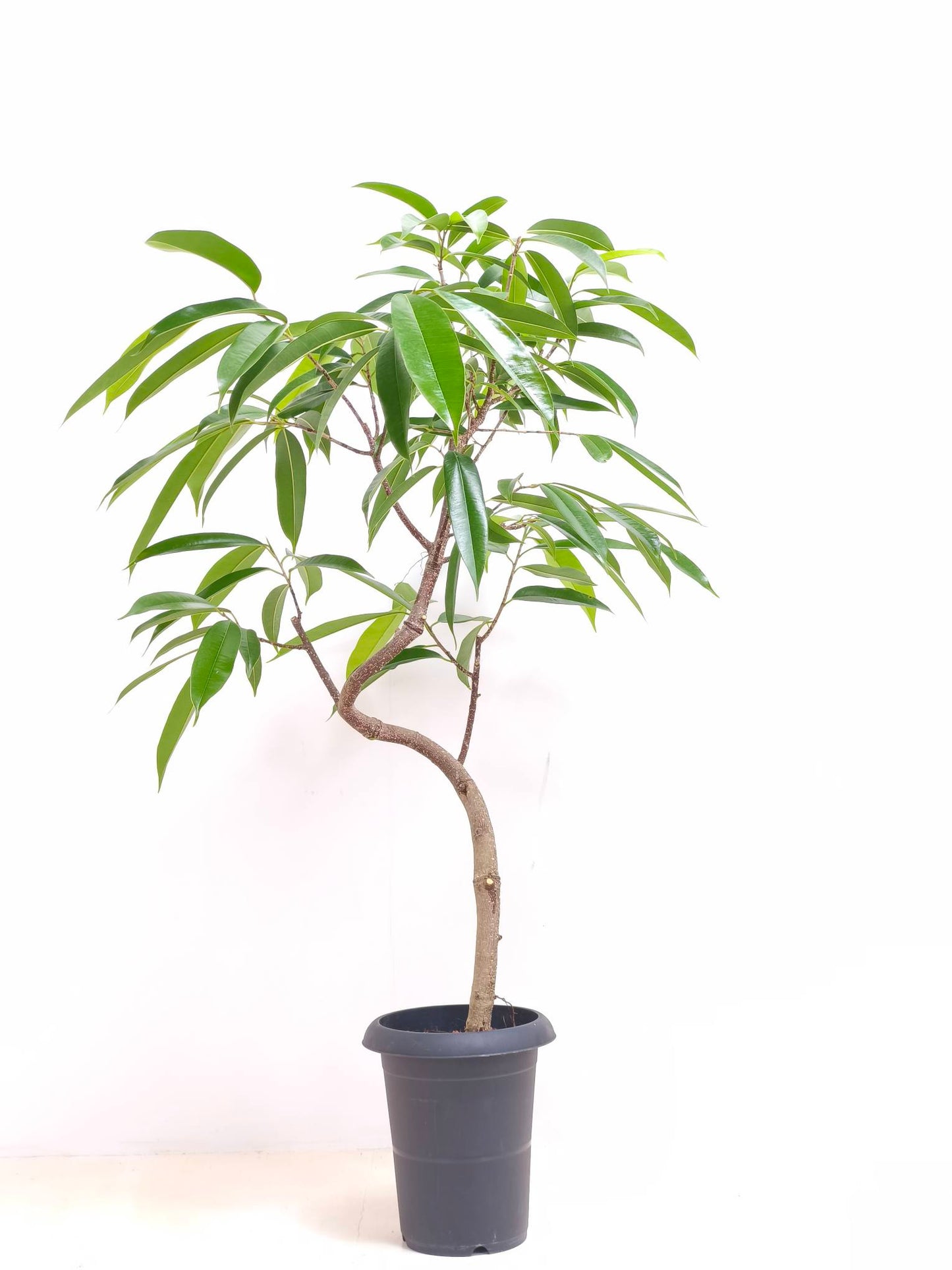 現品商品＠3 アムステルダム 6号（高さ：100cm、幅：72cm）