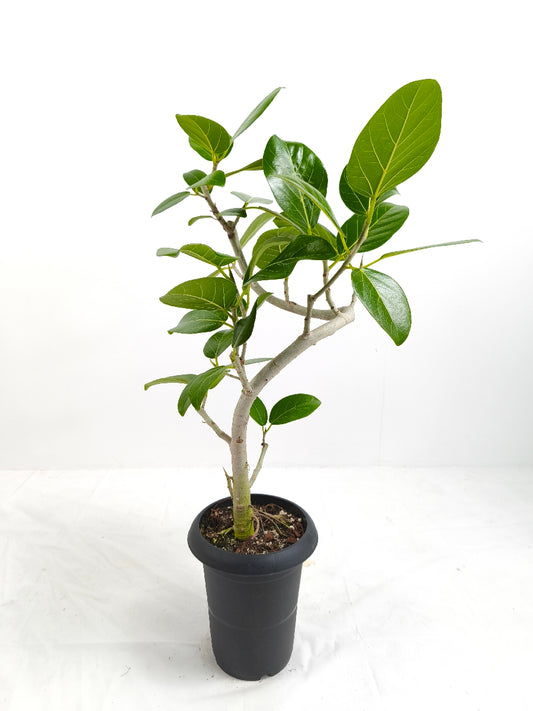 現品商品@3 ベンガレンシス 6号（高さ：79cm、幅：52cm）