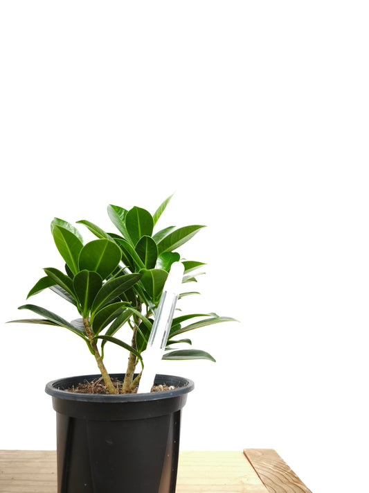 初心者向け 観葉植物2点セット #2