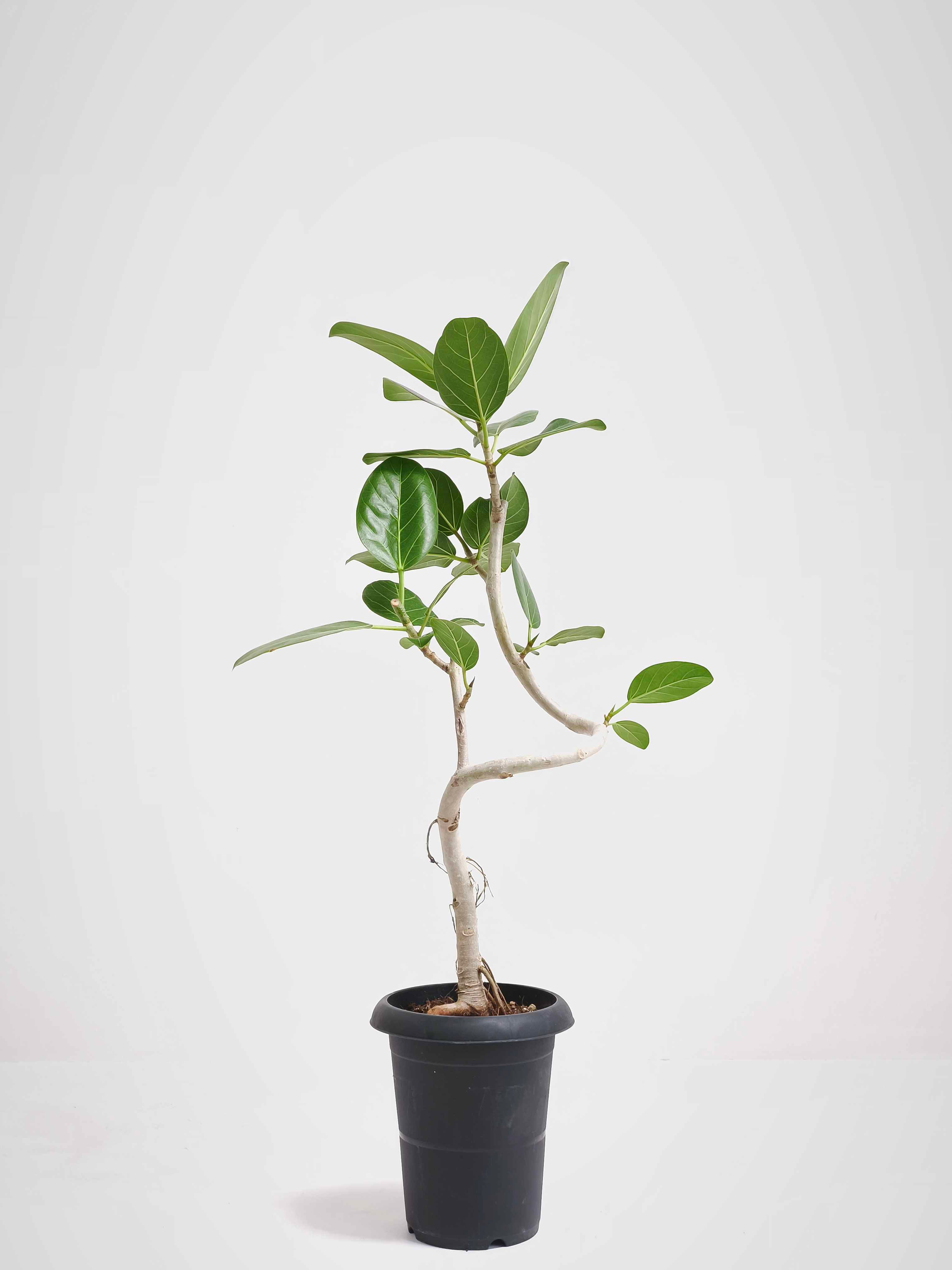 フィカス　ベンガレンシス　6 フィカス・ベンガレンシス 6号の現品商品 | 観葉植物通販AONOKI