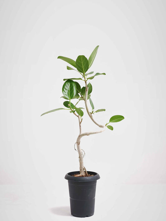 現品商品@10 ベンガレンシス 6号（高さ：90cm、幅：45cm）
