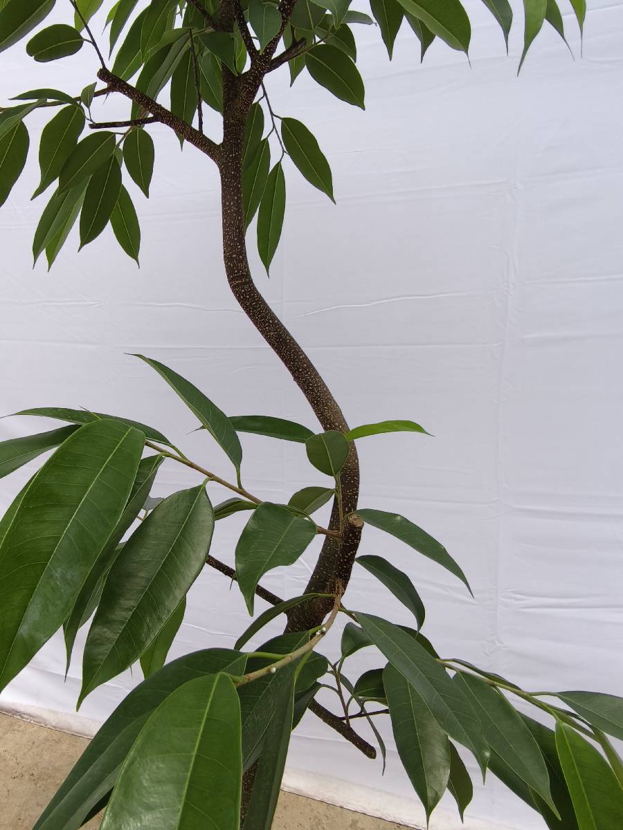 現品商品＠12 アムステルダム 8号（高さ：147cm、幅：84cm）
