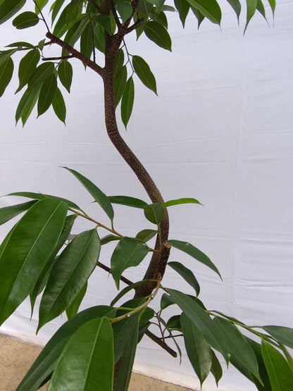 現品商品＠12 アムステルダム 8号（高さ：147cm、幅：84cm）