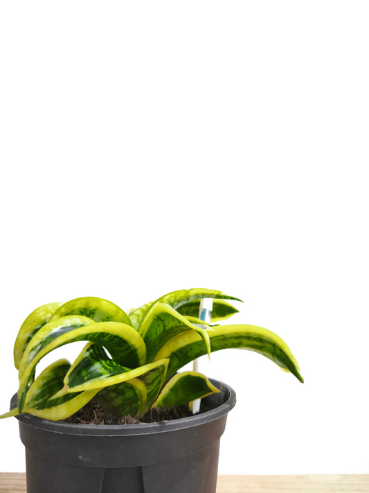 初心者向け 観葉植物3点セット #3