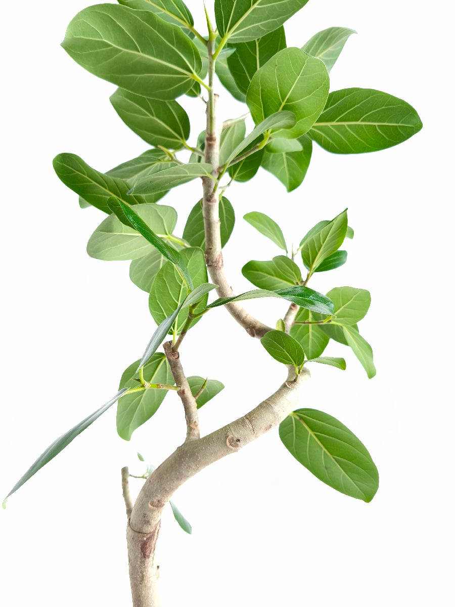 現品商品@6 ベンガレンシス 6号（高さ：81cm、幅：40cm）