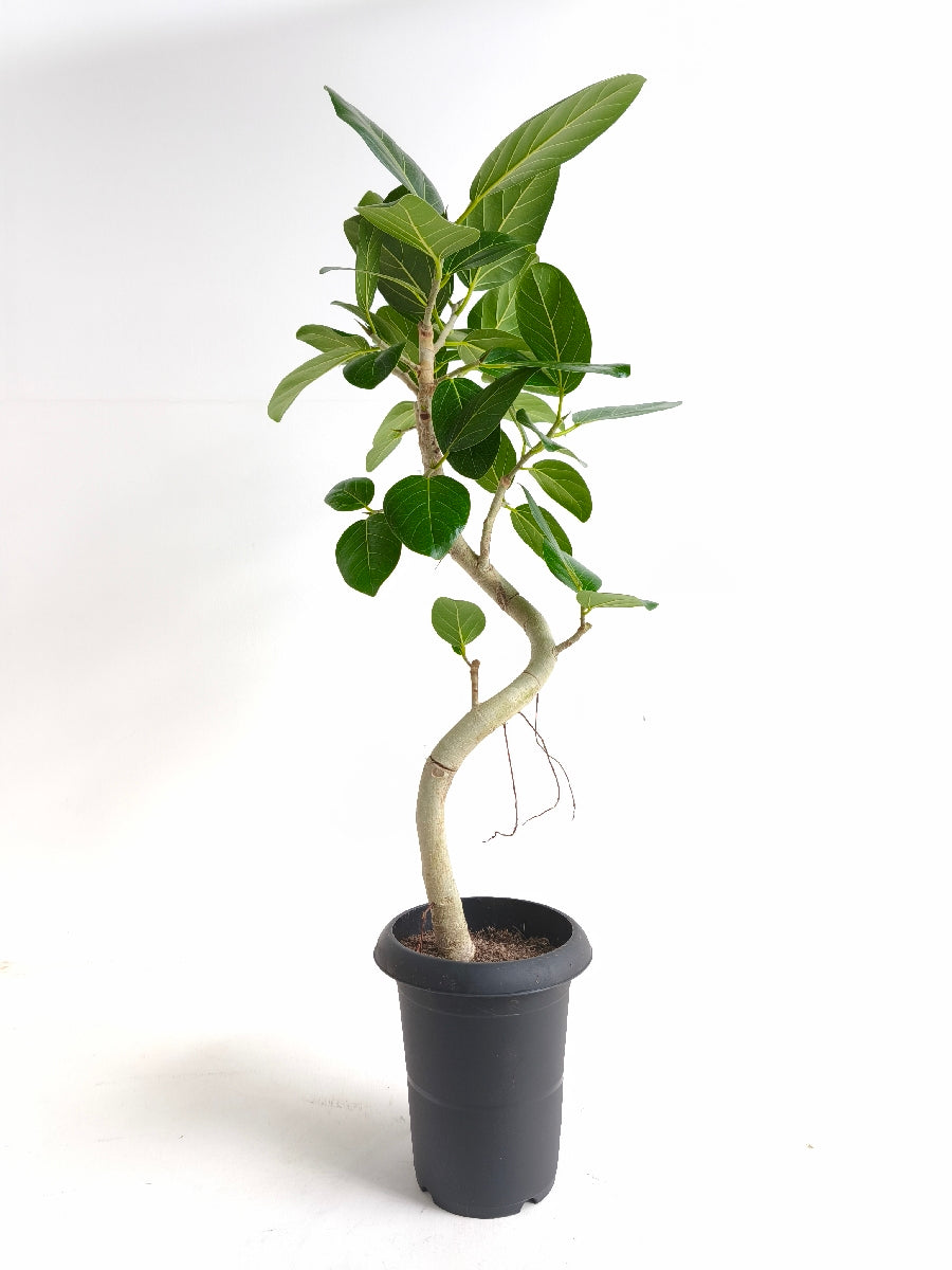 ベンガレンシスの通販 | 観葉植物の通販はAONOKI（あおのき）