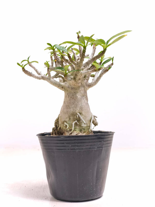 現品商品@2 アデニウム・タイソコトラナム 4号（幹高：16cm、幅：8cm）【同梱可能】