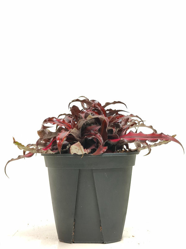 現品商品@2 クリプタンサス・レッドスター 4号（高さ：18cm、幅：25cm）【同梱可能】