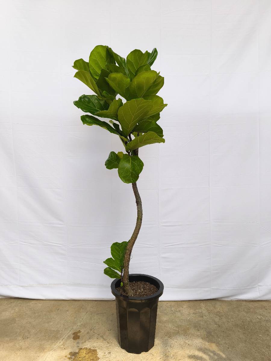 現品商品＠1 カシワバゴム 10号（高さ：175cm、幅：57cm）