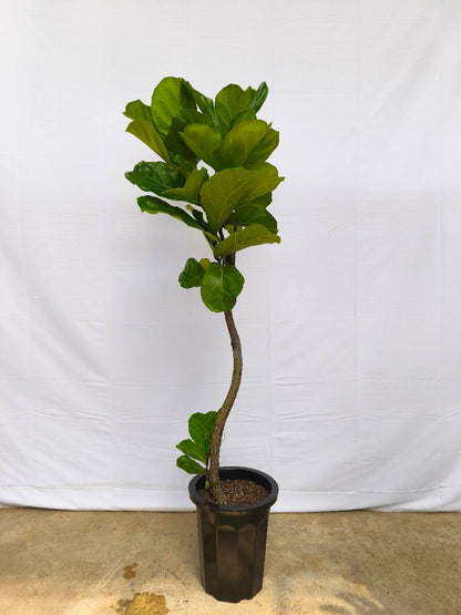 現品商品＠1 カシワバゴム 10号（高さ：175cm、幅：57cm）
