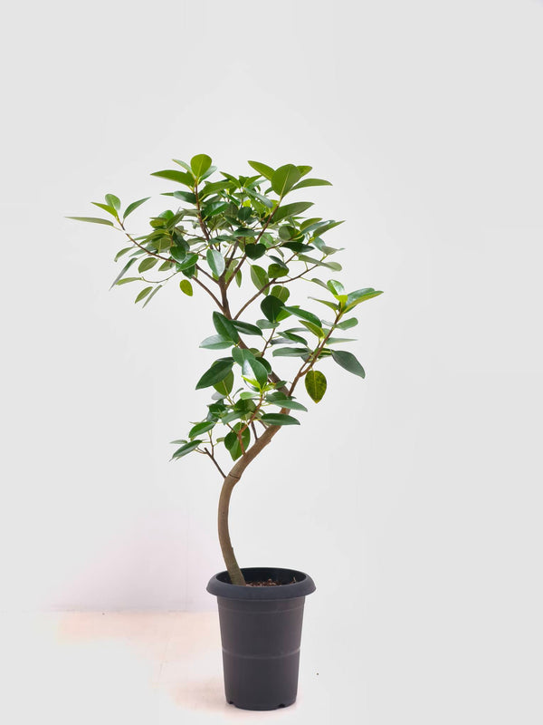 現品商品＠7 フランスゴム 6号（高さ：93cm、幅：65cm）