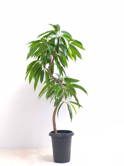 現品商品＠5 アムステルダム 6号（高さ:100cm、幅:76cm）