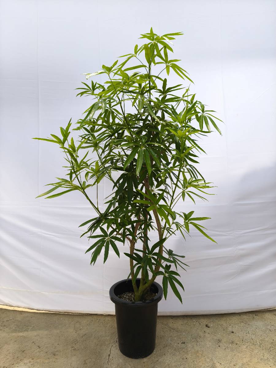 Y6 現品商品＠1 アングスティフォリア 8号（高さ：142cm、幅：90cm）