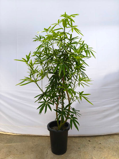 Y6 現品商品＠1 アングスティフォリア 8号（高さ：142cm、幅：90cm）