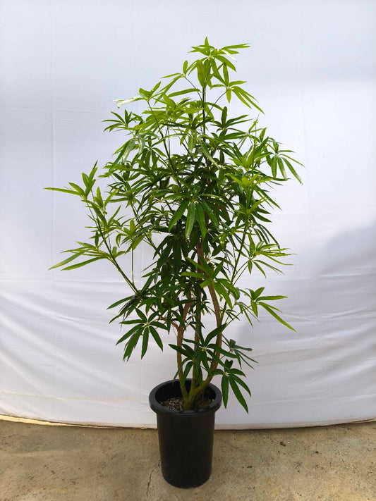 Y6 現品商品＠1 アングスティフォリア 8号（高さ：142cm、幅：90cm）
